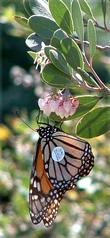 Arctostaphylos pungens, Mexican manzanita with a tagged Monarch on the flowers.