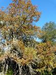 Quercus kelloggii, Kellogg Oak growing in Templeton.