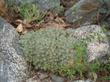 Eriogonum wrightii subscaposum, Wright's Buckwheat in the Escondido garden