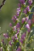 Antirrhinum multiflorum, Multiflowered Snapdragon