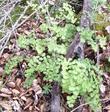  Here Adiantum jordanii, California Maiden-Hair Fern, was in the shade of a Cercocarpus betuloides, under the mulch of Quercus agrifolia leaves, just above the creek, in  the California central coast ranges o  - grid24_24