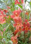 Red Monkey flower on a foggy spring morning