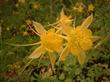 Aquilegia pubescens, Sierra Columbine flowers can vary from yellow to pink