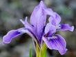 Side view of a Bert's Blue  Douglas Iris flower.