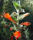 Zauschneria californica Ghostly Red has fuzzy gray leaves and bright red flower - grid24_24