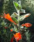 Zauschneria californica Ghostly Red has fuzzy gray leaves and bright red flower - grid24_24