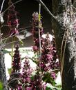 Notice the Hummingbird in among the Hummingbird Sage