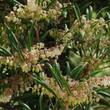 Here is Comarostaphylis diversifolia, Summer Holly,  in full flower, in our Santa Margarita garden. 