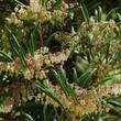 Here is Comarostaphylis diversifolia, Summer Holly,  in full flower, in our Santa Margarita garden.  - grid24_24