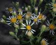 Aster integrifolius Meadow Aster