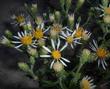 Aster integrifolius Meadow Aster - grid24_24