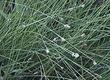 Heleocharis montevidensis