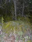 Xerophyllum tenax, Indian Basket Grass in a coastal pine forest, after dark