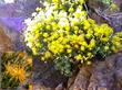 Ericameria cuneata Wedgeleaf Goldenbush - grid24_24