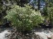 Deer brush can be a nice little bush.