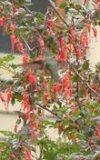 Ribes speciosum, Fuchsia flowered Gooseberry, in flower with Anna Hummingbird. This native plant is 6 ft. of thorns and flowers. The birds love it. - grid24_3