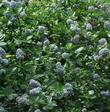 Ceanothus thyrsiflorus repens looks great in a north slope or part shade garden
