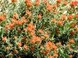 Castilleja foliolosa Woolly Indian Paintbrush - grid24_24