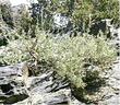 Holodiscus microphyllus microphyllus, an old photo up on Mt. Pinos - grid24_24