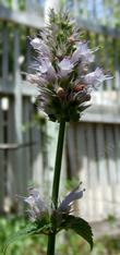 Agastache urticifolia, Horse Mint, is the fave flower of the Western Swallowtail butterfly, shown here in our Santa Margarita shade house. 