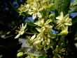 Ptelea crenulata, Western Hop tree  flowers