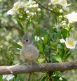 Carpenteria californica, Bush anemone with a Titmouse - grid24_24