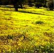 Layia platyglossa, Tidy Tips, growing with goldfields, and other wildflowers, makes a lovely carpet, with Quercus douglasii,  in the interior of San Luis Obispo county, California.  - grid24_24