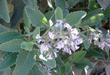 Eriodictyon crassifolium Thick Leaved Yerba Santa flowers