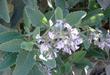 Eriodictyon crassifolium Thick Leaved Yerba Santa flowers - grid24_24