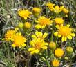 Senecio clevelandii
