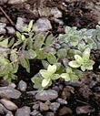 An old photo of Arctostaphylos edmundsii parvifolia