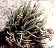 Lady Fingers (Dudleya edulis)  in rock