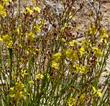 Helianthemum scoparium Sun Rose - grid24_24