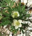 Anemone multifida, Pacific Anemone