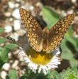 Erigeron glaucus Cape Sebastian Seaside Daisy with a Fritillary butterfly