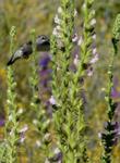 Antirrhinum multiflorum Multiflowered Snapdragon flowers with Anna Hummingbird - grid24_24