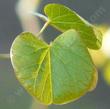 Westeren redbud leaves have a cleft chin - grid24_24