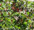 Ribes specosum, Fuchsia flowered Gooseberry, in flower with Anna Hummingbird.