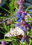 Painted lady Butterfly on Trichostema lanatum, Woolly Blue Curls