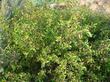 The new growth is reddish on Acalypha californica, Copper Leaf, a California plant in the Euphorbiaceae. 