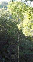 Umbellularia californica, Bay Laurel in the wild