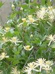 Clematis pauciflora - grid24_24