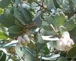 Arctostaphylos glandulosa campbelliae, I swear  all the glandulosas look the same.