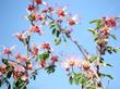 Calliandra eriophylla, Fairy Duster - grid24_24