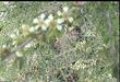 Beach sand almond, Prunus fasciculata puncata - grid24_24