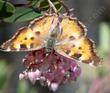 A Tortoise Shell Butterfly on Arctostaphylos stanfordiana Bakeri, Louis Edmunds Manzanita. - grid24_24