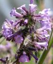 Turricula parryi PoodleDog Bush flower cluster