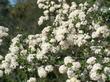 Buckbrush, Ceanothus cuneatus - grid24_24