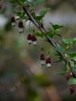 Ribes amarum, Bitter Gooseberry, with purple fruits, is found in chaparral areas of California.  - grid24_24