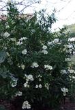 Carpenteria californica, Bush anemone bush - grid24_24